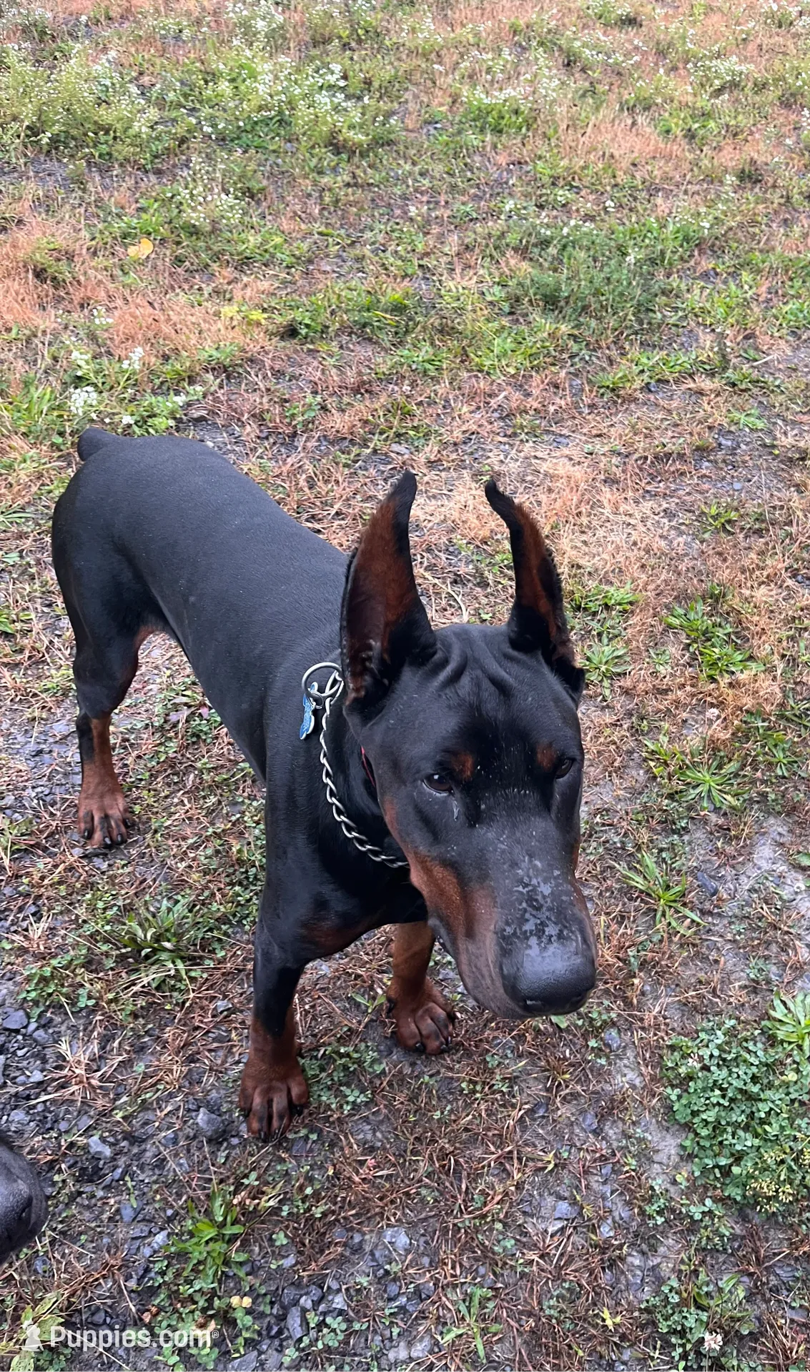 WARRIOR, a male Doberman Pinscher for sale in Rome, PA – Photo 6 of 9