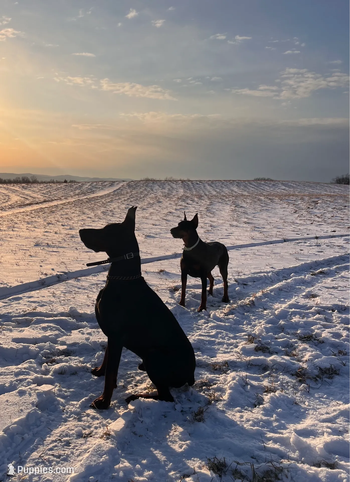WARRIOR, a male Doberman Pinscher for sale in Rome, PA – Photo 5 of 9