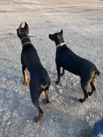 WARRIOR, a male Doberman Pinscher for sale in Rome, PA – Photo 8 of 9