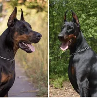 WARRIOR, a male Doberman Pinscher for sale in Rome, PA – Photo 4 of 9