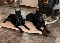 WARRIOR, a male Doberman Pinscher for sale in Rome, PA – Photo 3 of 9