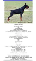 WARRIOR, a male Doberman Pinscher for sale in Rome, PA – Photo 9 of 9