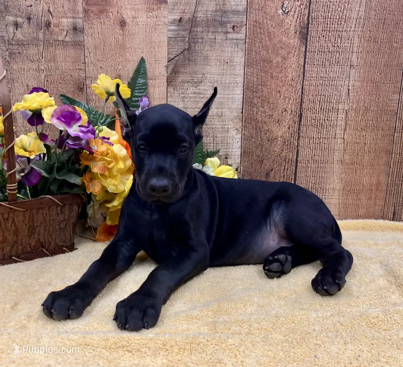 PUMA-BLACK-MELANISTIC DOBERMAN PUPPY – Doberman Pinscher puppy for sale in Rome, PA