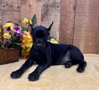 PUMA-BLACK-MELANISTIC DOBERMAN PUPPY, a male Doberman Pinscher for sale in Rome, PA – 1 of 10
