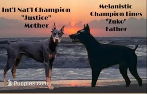 Burito-MELANISTIC Doberman Puppy, a male Doberman Pinscher for sale in Rome, PA – 1 of 7