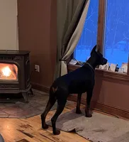 PUMA-BLACK-MELANISTIC DOBERMAN PUPPY, a male Doberman Pinscher for sale in Rome, PA – 7 of 10