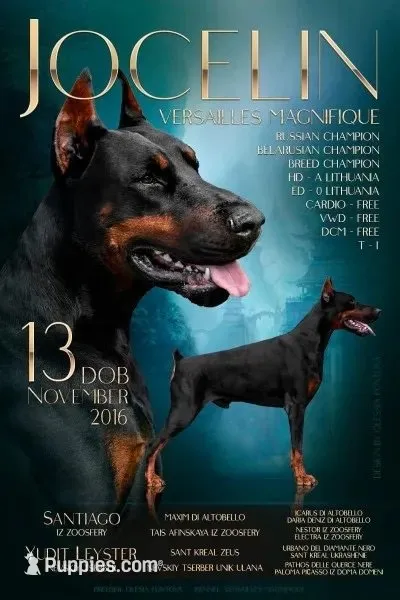 Electra-Stunning Black/Rust Female, a female Doberman Pinscher for sale in Rome, PA – 3 of 10