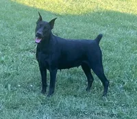 Electra-Black/Rust Exceptional Temperment, a female Doberman Pinscher for sale in Rome, PA – 8 of 8