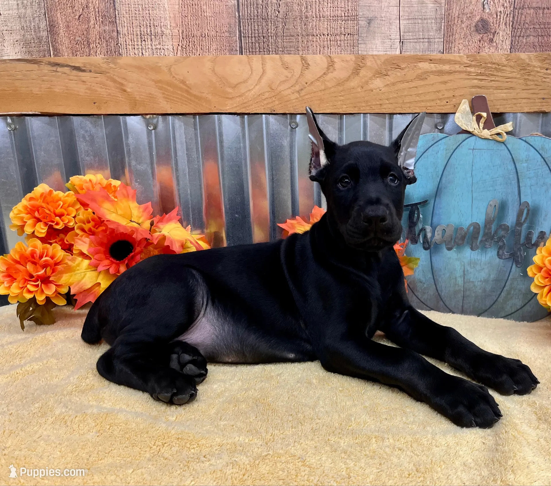 Burito-MELANISTIC Doberman Puppy, a male Doberman Pinscher for sale in Rome, PA – 3 of 7