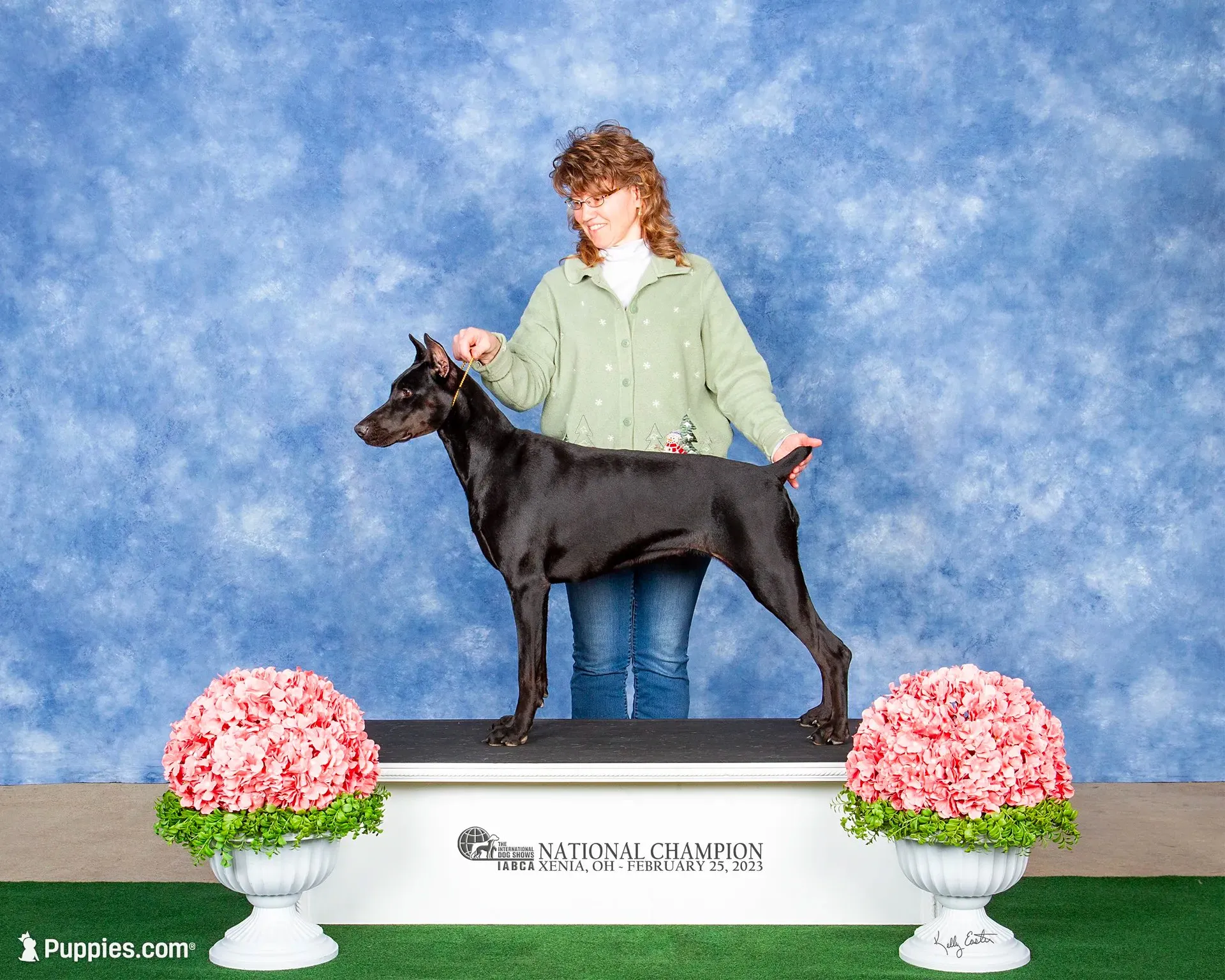 Electra-Stunning Black/Rust Female, a female Doberman Pinscher for sale in Rome, PA – 6 of 10