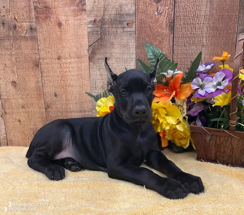 AKC -PUMA-BLACK-MELANISTIC DOBERMAN PUPPY – Doberman Pinscher puppy for sale in Rome, PA