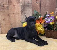 PUMA-BLACK-MELANISTIC DOBERMAN PUPPY, a male Doberman Pinscher for sale in Rome, PA – 3 of 10