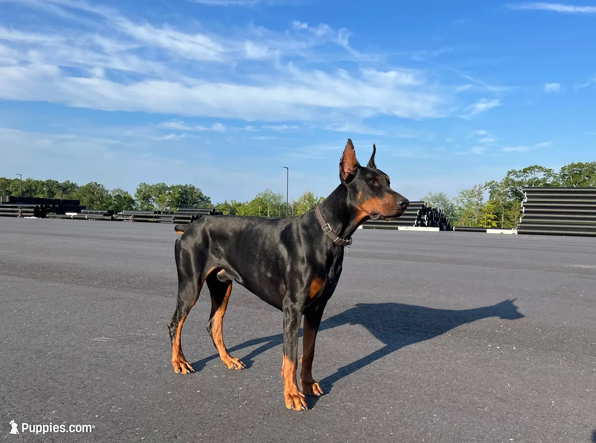 Burito-MELANISTIC Doberman Puppy, a male Doberman Pinscher for sale in Rome, PA – 7 of 7