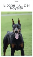 Electra-Stunning Black/Rust Female, a female Doberman Pinscher for sale in Rome, PA – 9 of 10