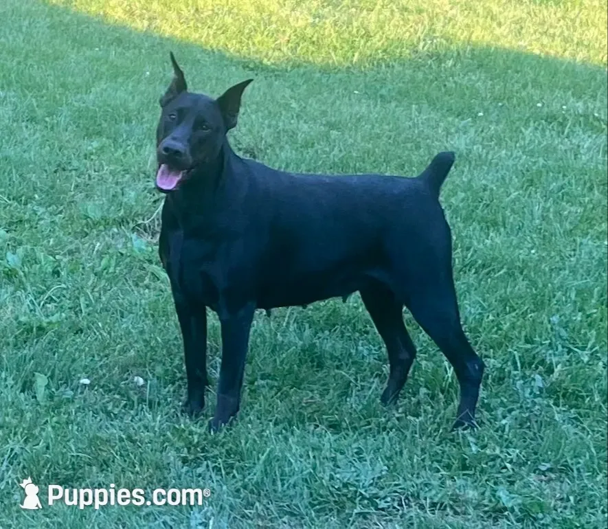 Electra-Stunning Black/Rust Female, a female Doberman Pinscher for sale in Rome, PA – 5 of 10
