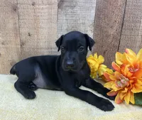PUMA-BLACK-MELANISTIC DOBERMAN PUPPY, a male Doberman Pinscher for sale in Rome, PA – 4 of 10