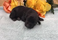 Melanistic-Sweetie, a female Doberman Pinscher for sale in Rome, PA – Photo 3 of 8