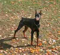 Melanistic-Sweetie, a female Doberman Pinscher for sale in Rome, PA – Photo 8 of 8