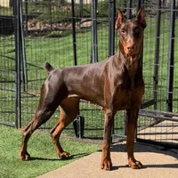 Melanistic-Sweetie, a female Doberman Pinscher for sale in Rome, PA – Photo 6 of 8