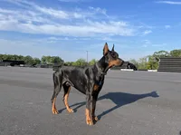 Melanistic-Sweetie, a female Doberman Pinscher for sale in Rome, PA – Photo 7 of 8