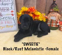 Melanistic-Sweetie, a female Doberman Pinscher for sale in Rome, PA – Photo 2 of 8
