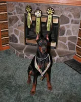 Electra-Stunning Black/Rust Female, a female Doberman Pinscher for sale in Rome, PA – 8 of 10