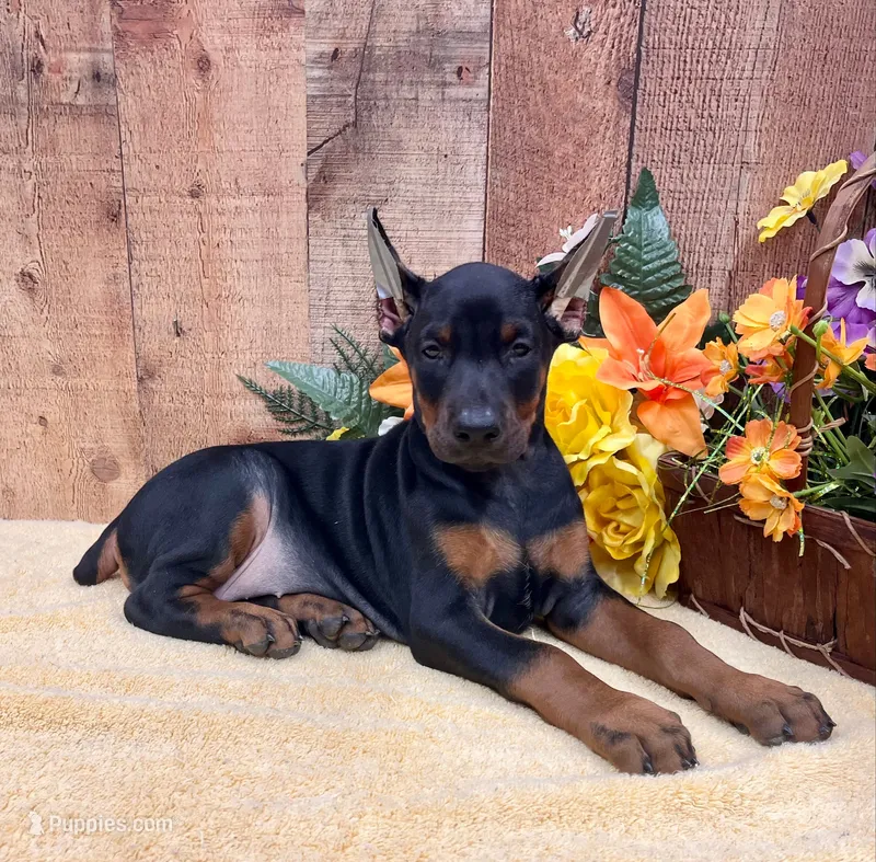 AKC -Ginger - Doberman Pinscher Female – Doberman Pinscher puppy for sale in Rome, PA