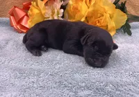 Diamond Melanistic, a female Doberman Pinscher for sale in Rome, PA – Photo 3 of 9