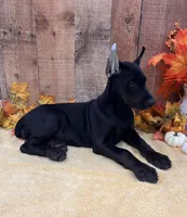 Diamond Melanistic, a female Doberman Pinscher for sale in Rome, PA – Photo 1 of 9