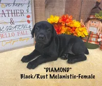Diamond Melanistic, a female Doberman Pinscher for sale in Rome, PA – Photo 2 of 9