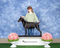 Diamond Melanistic, a female Doberman Pinscher for sale in Rome, PA – Photo 6 of 9