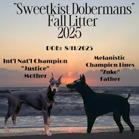 Diamond Melanistic, a female Doberman Pinscher for sale in Rome, PA – Photo 4 of 9