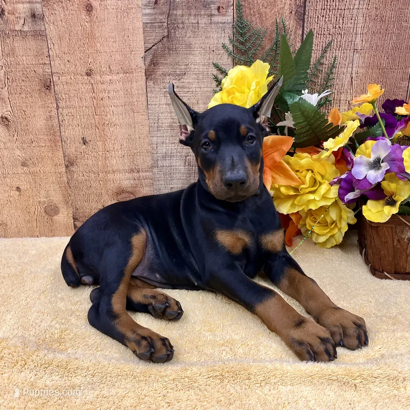 Maple - Doberman Pinscher – Doberman Pinscher puppy for sale in Rome, PA