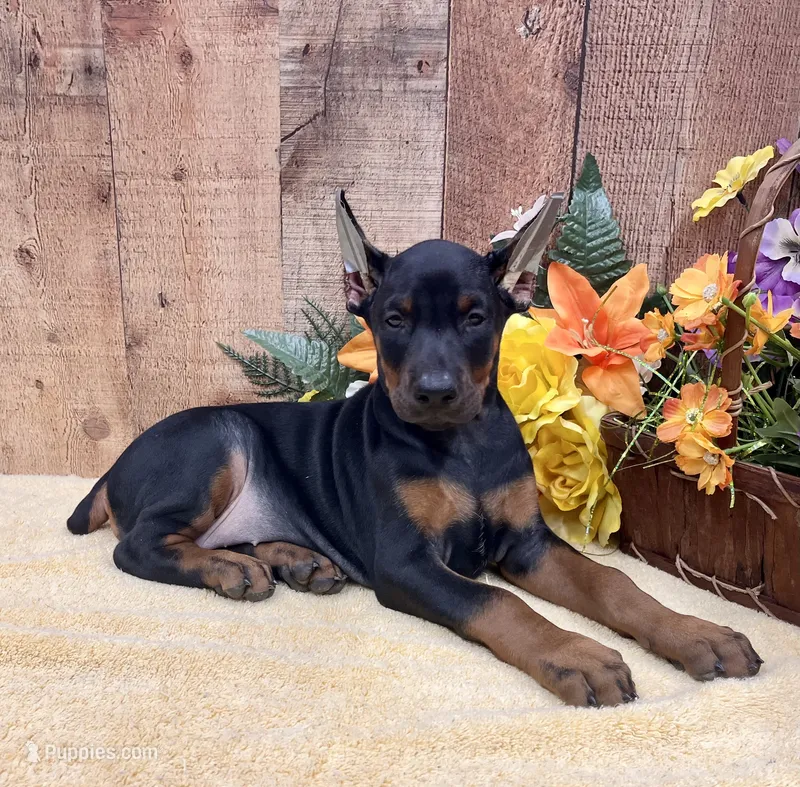GINGER - AWESOME DOBERMAN – Doberman Pinscher puppy for sale in Rome, PA