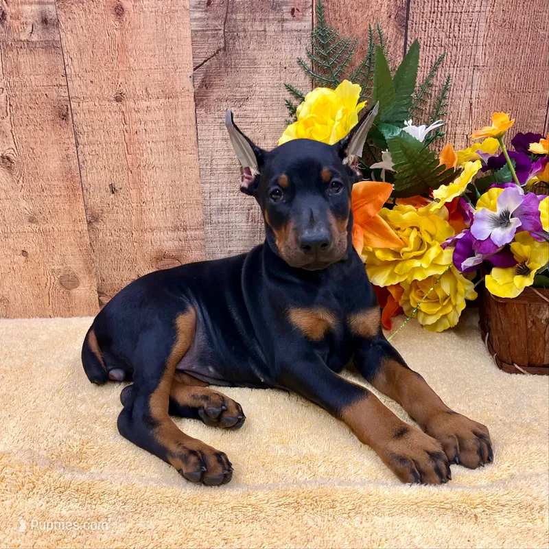 AKC -Maple- AWESOME DOBERMAN PUPPY – Doberman Pinscher puppy on hold in Rome, PA