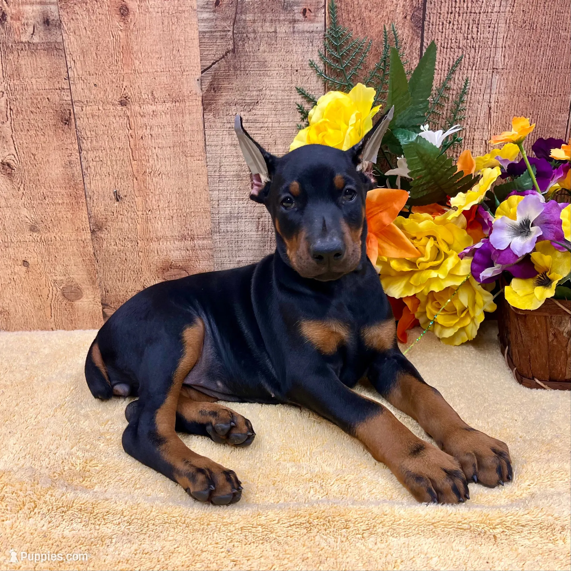 AKC -Maple- AWESOME DOBERMAN PUPPY, a female Doberman Pinscher for sale in Rome, PA – 1 of 6