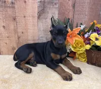 Electra-Black/Rust Exceptional Temperment, a female Doberman Pinscher for sale in Rome, PA – 2 of 8