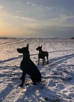 PUMA-BLACK-MELANISTIC DOBERMAN PUPPY, a male Doberman Pinscher for sale in Rome, PA – 8 of 10