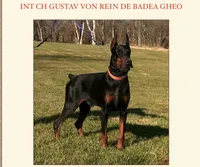 Maple - Doberman Pinscher, a female Doberman Pinscher for sale in Rome, PA – 6 of 8