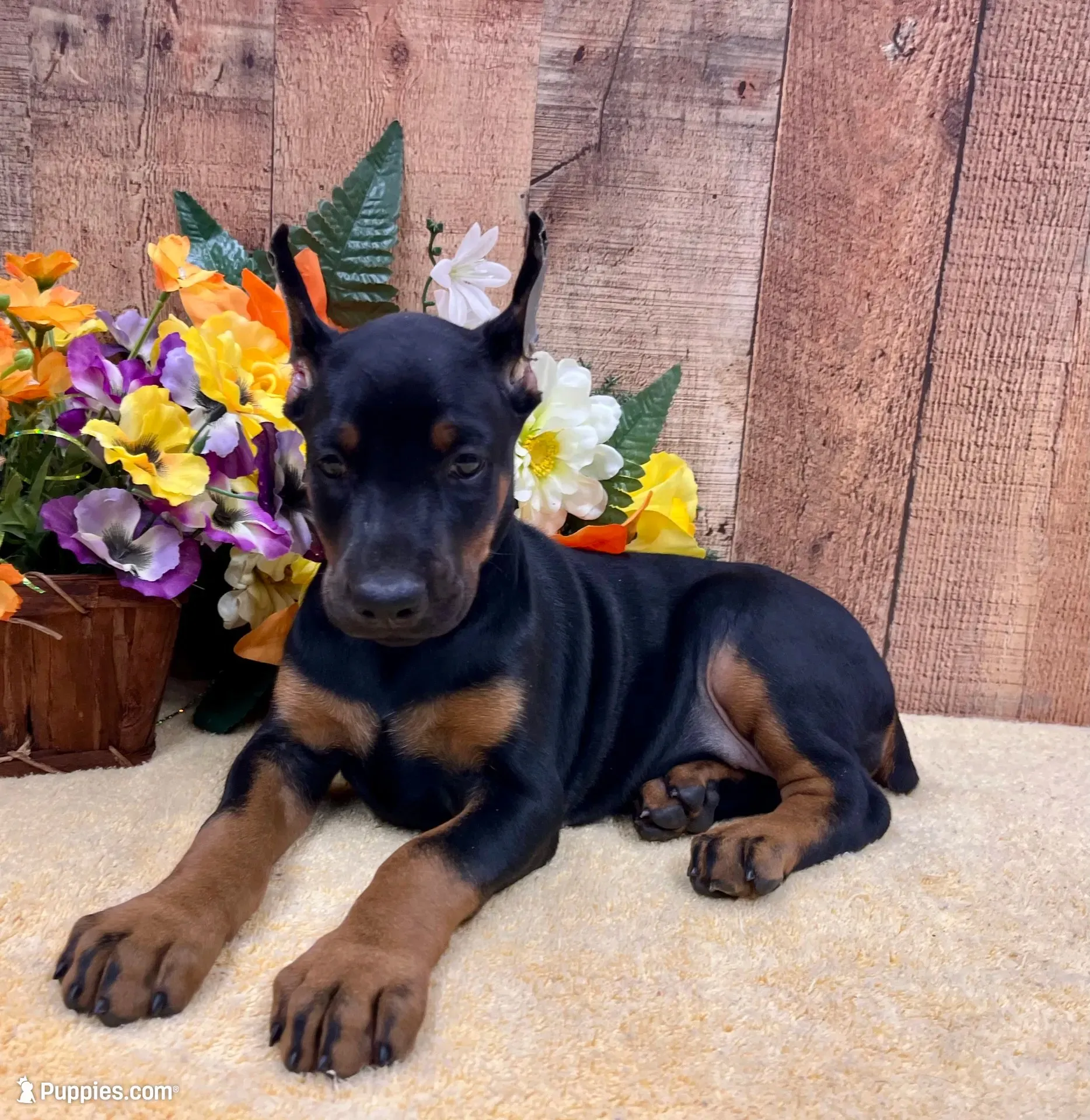 Electra-Stunning Black/Rust Female, a female Doberman Pinscher for sale in Rome, PA – 1 of 10