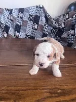 Dark Green Male, a male Miniature Bernedoodle for sale in Effingham, IL – Photo 3 of 4