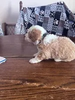 Dark Green Male, a male Miniature Bernedoodle for sale in Effingham, IL – Photo 2 of 4