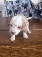 Dark Green Male, a male Miniature Bernedoodle for sale in Effingham, IL – Photo 4 of 4