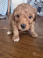 processed/805b70f3-21a8-484c-8c52-c7dad74601c5/listing/31e886c8-cce0-42ab-af07-9ba7357b7102/9062c959-c700-4df3-aa2e-b4a6194ead15