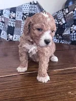 processed/805b70f3-21a8-484c-8c52-c7dad74601c5/listing/82987325-93f5-4ccf-9418-ba16c40ecc98/c35e65a6-8afb-4b34-a069-e589dd54a946