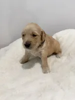 Girl #1 black collar, a female Golden Retriever for sale in Seffner, FL – 2 of 2