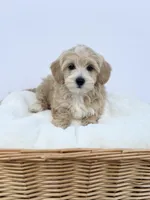 Female A, a male Miniature Goldendoodle for sale in Tampa, FL – Photo 2 of 2