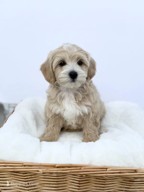Female A – Miniature Goldendoodle puppy for sale in Tampa, FL