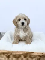 Female A, a male Miniature Goldendoodle for sale in Tampa, FL – Photo 1 of 2