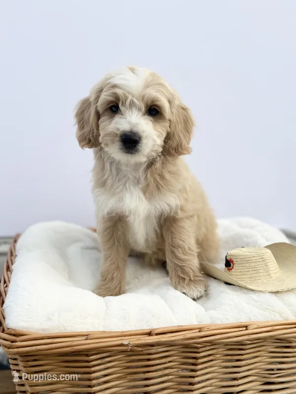 Male B – Miniature Goldendoodle puppy for sale in Tampa, FL